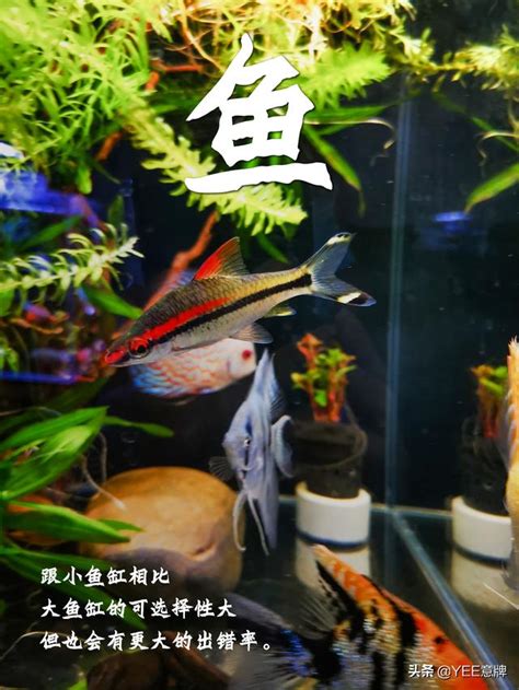 一尺魚缸養多少魚|魚缸尺寸參照表及選購方法精選